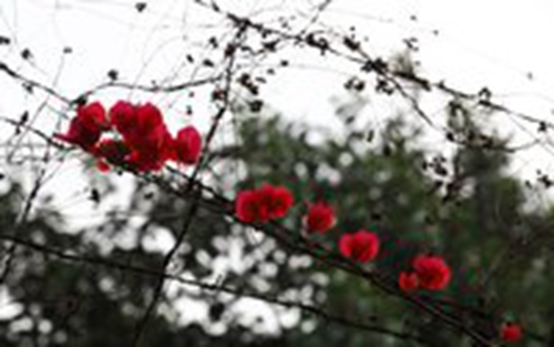 吉祥藏历新年广场舞苏科