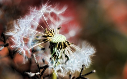 云裳广场舞桃花美桃花开恰恰
