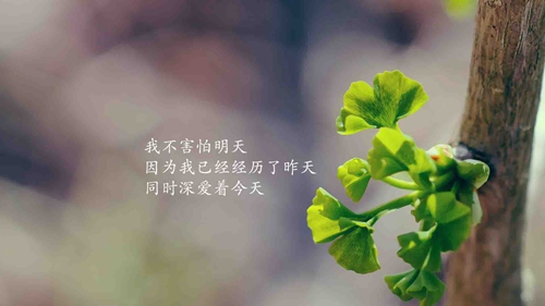 无州左岸广场舞双人舞恰恰