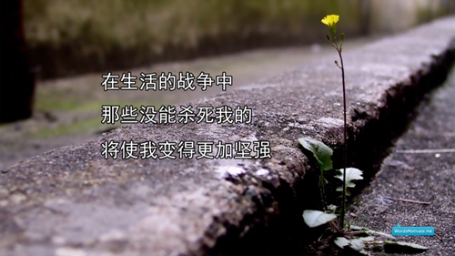 糖豆广场舞大风来了浪一浪茉莉