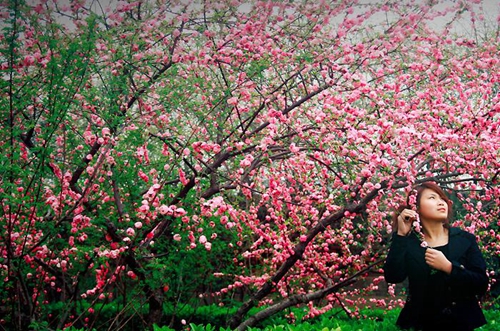 兰花花广场舞杨丽萍
