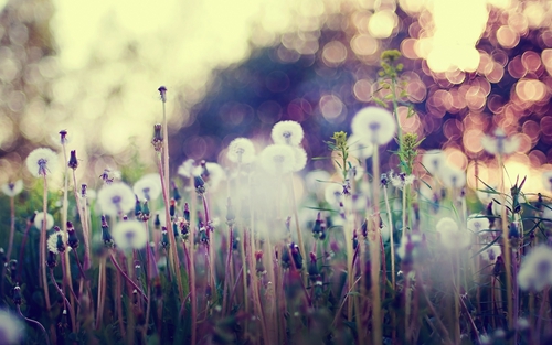 广场舞歌曲樱花雨