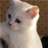 微信经典猪的头像图片大全5