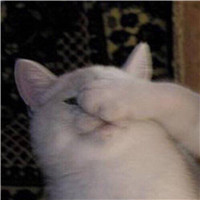 猫和老鼠头像搞笑动漫2