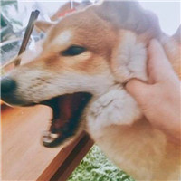 张字专用卡通头像6