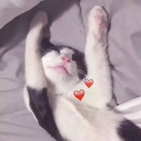 猫和老鼠头像搞笑动漫4
