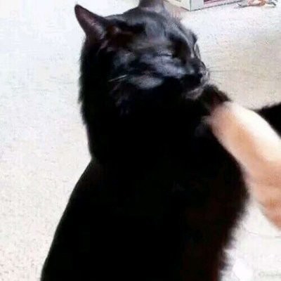 狗狗微信头像 个性9