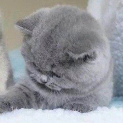 老虎头像简笔1