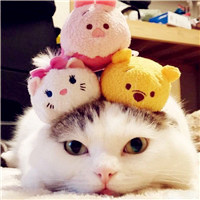 王者荣耀猫咪头像清头5