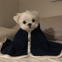 姐妹情侣头像动漫头像一对2